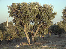 220px Olea europaea subsp europaeaOliveTree