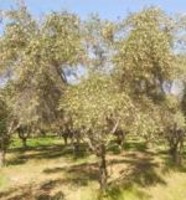 albero san benedetto