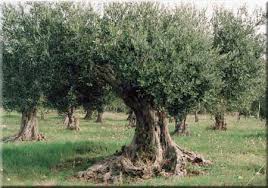 biancolilla vendita olio