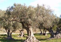 brandofino vendita olio