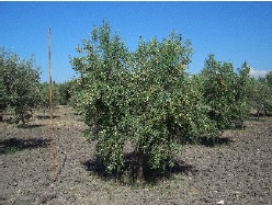 erbano albero